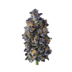 Double Lemon Cherry